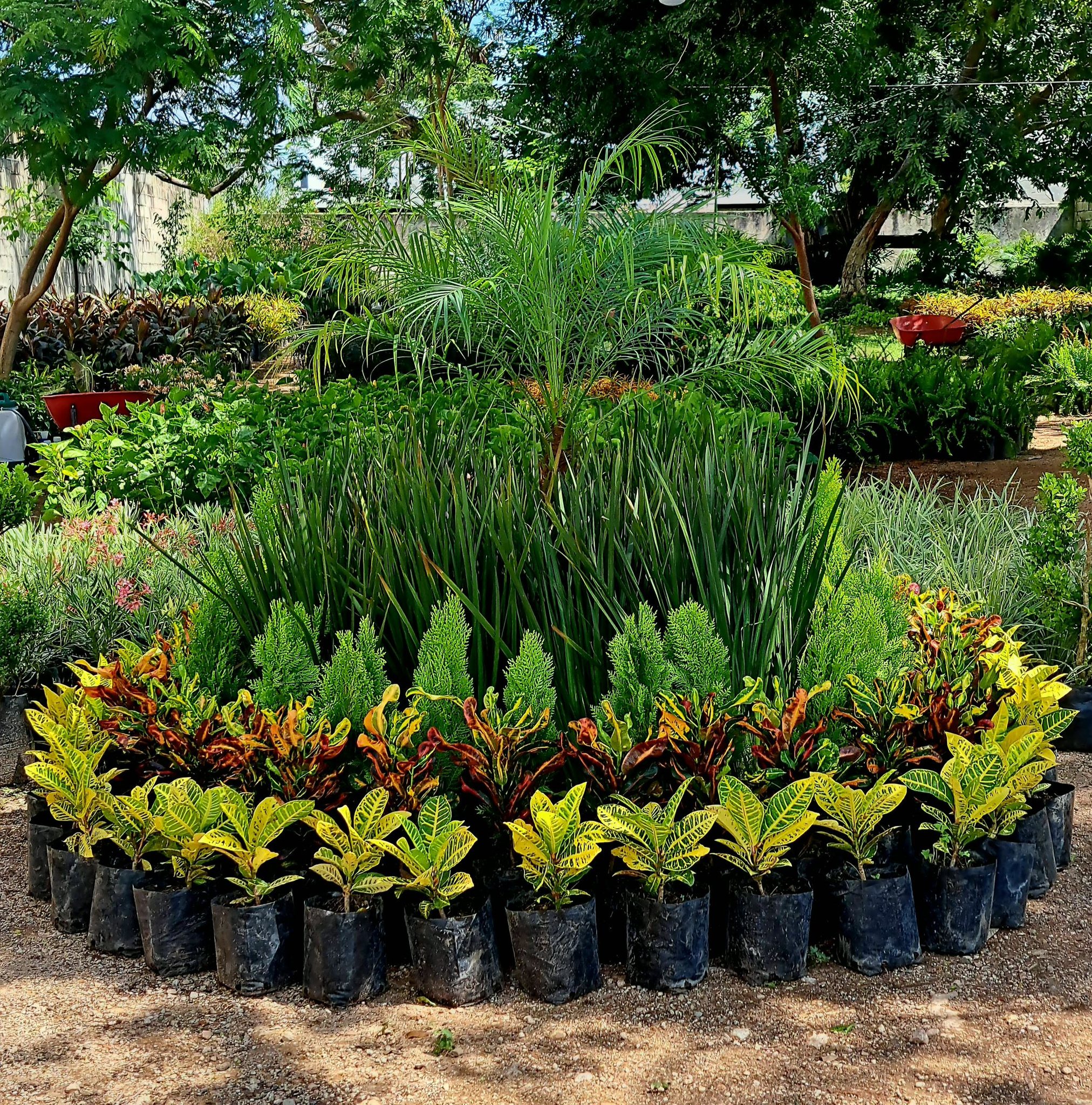 Vivero Joli | Mérida