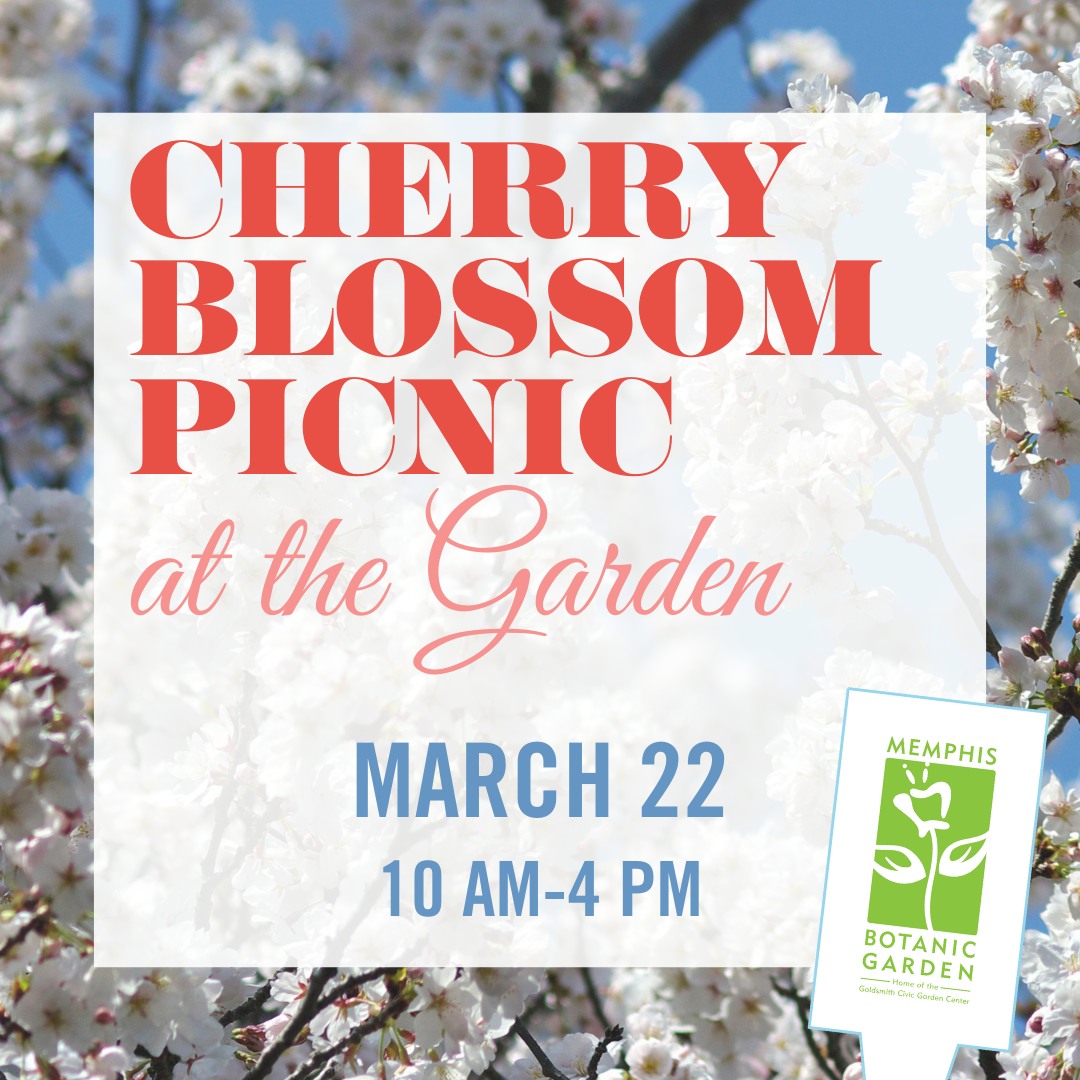 Celebrate spring with Memphis Botanic Garden's cherry blossom picnic