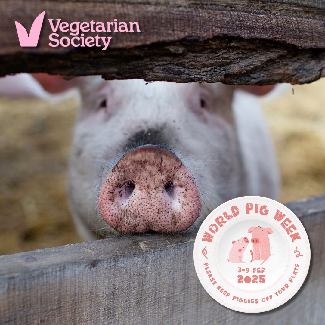 World Pig Week | Derby