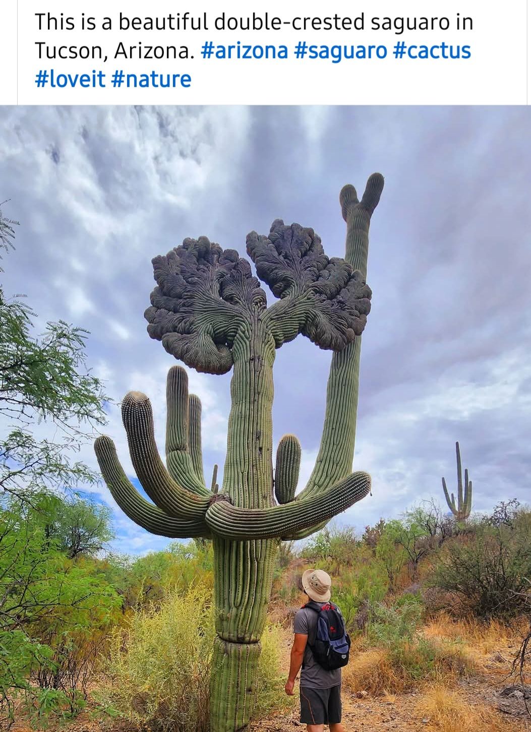 Carmichael Cactus and Succulent Society