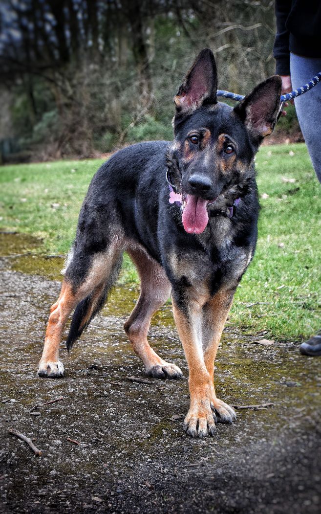 Fresh Look at Bark To Basics Meet Narla Narla Came In Recently For