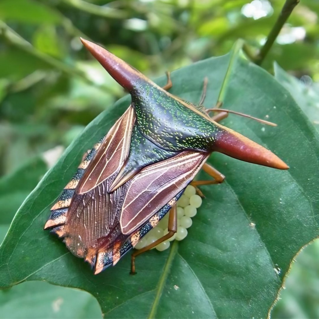 Nature - 💥 Meet the EPIC Giant Shield Bug! 🍃🪲 The Giant Shield Bug ...
