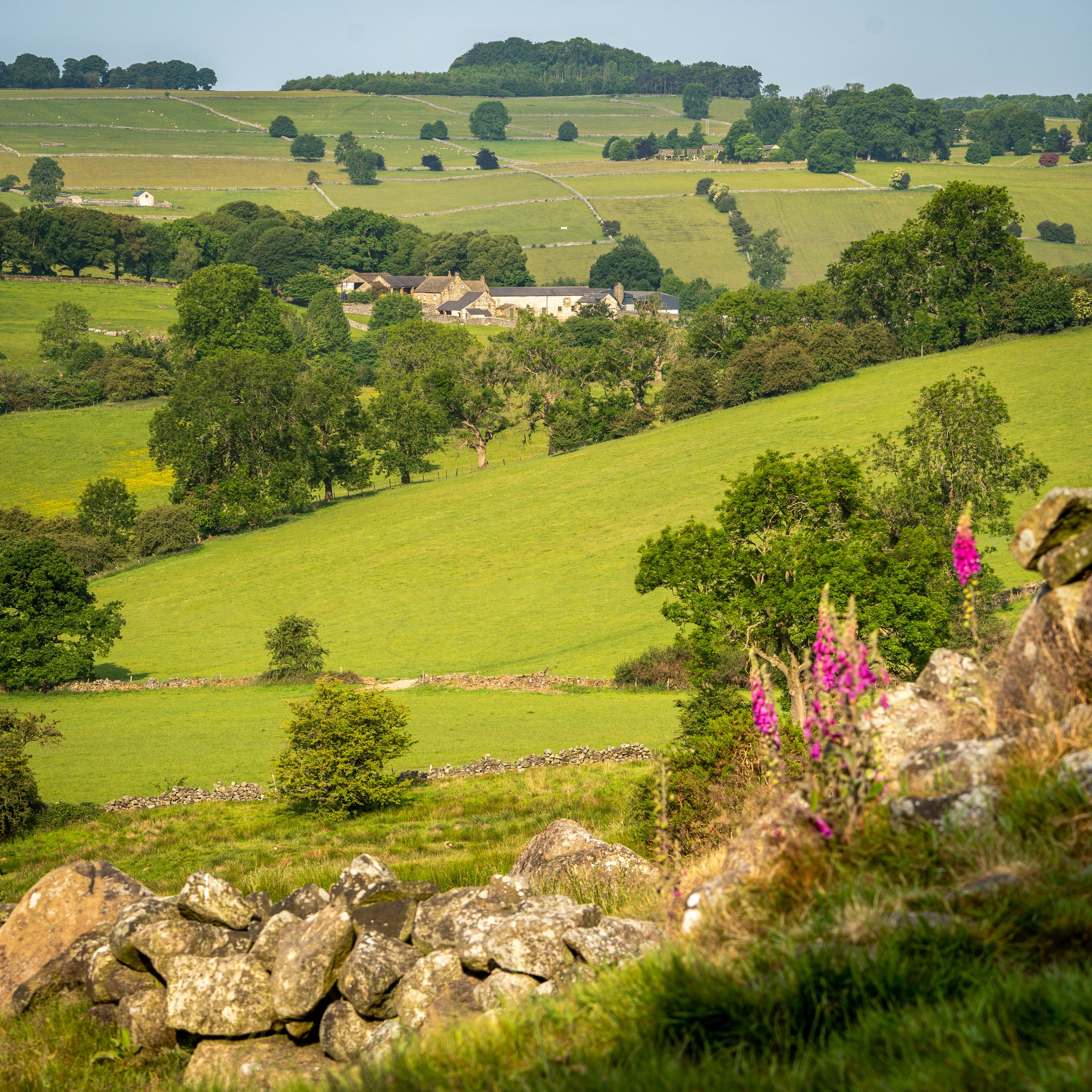Peaklass - I always look forward to those first vivid splashes of pink ...