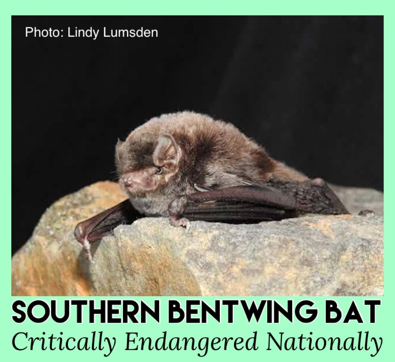 Microbats of Melbourne added a... - Microbats of Melbourne