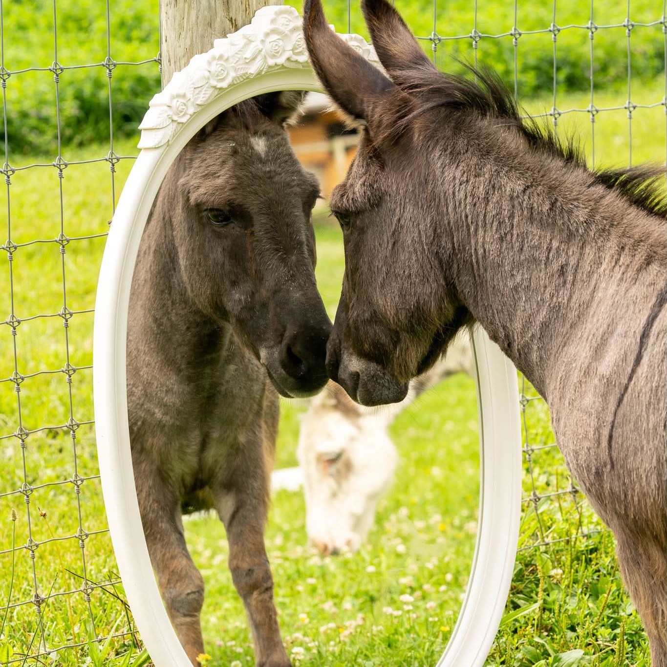 🤎Say what?!?! Our cup runneth... - Little Hooves Homestead | Facebook