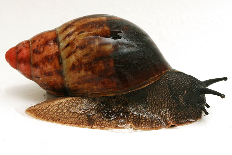 G-smat snailry