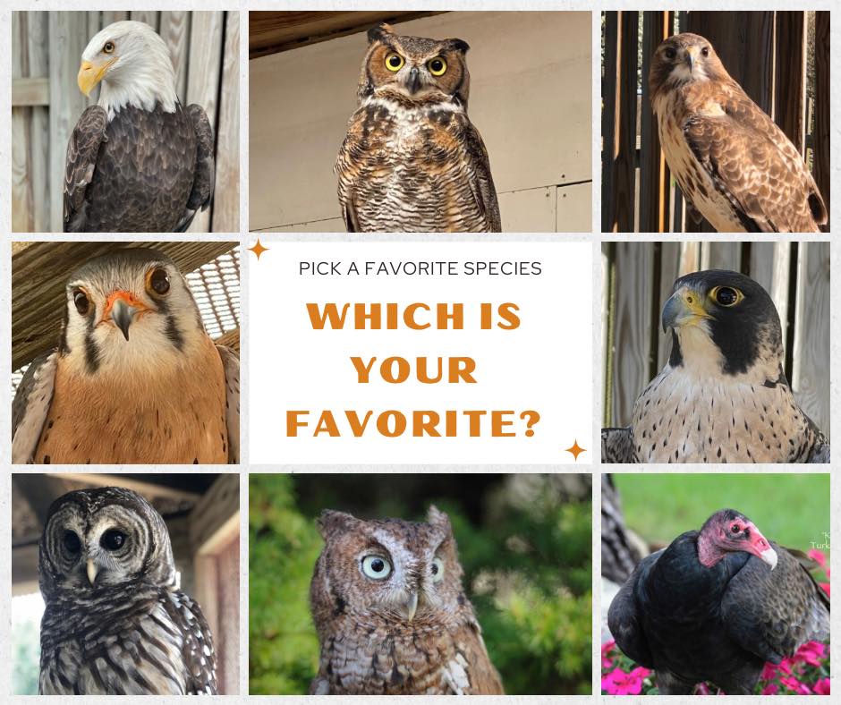 Raptor Rehabilitation of Kentucky Inc | Louisville KY