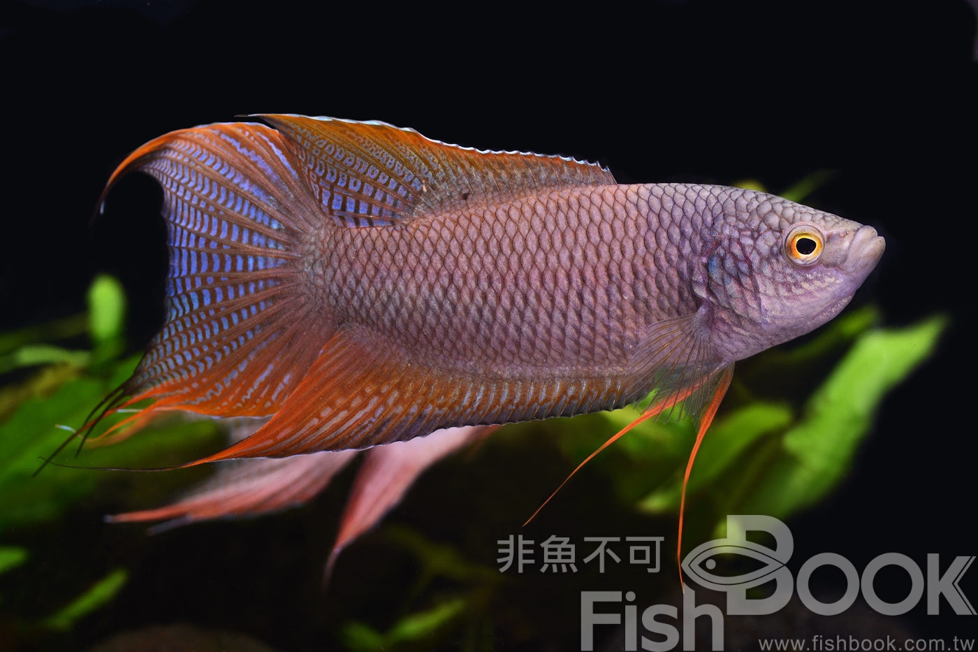 Fishbook - 越南紅背黑叉尾鬥魚（白蘭特彩兔？） Macropodus erythropterus | Facebook