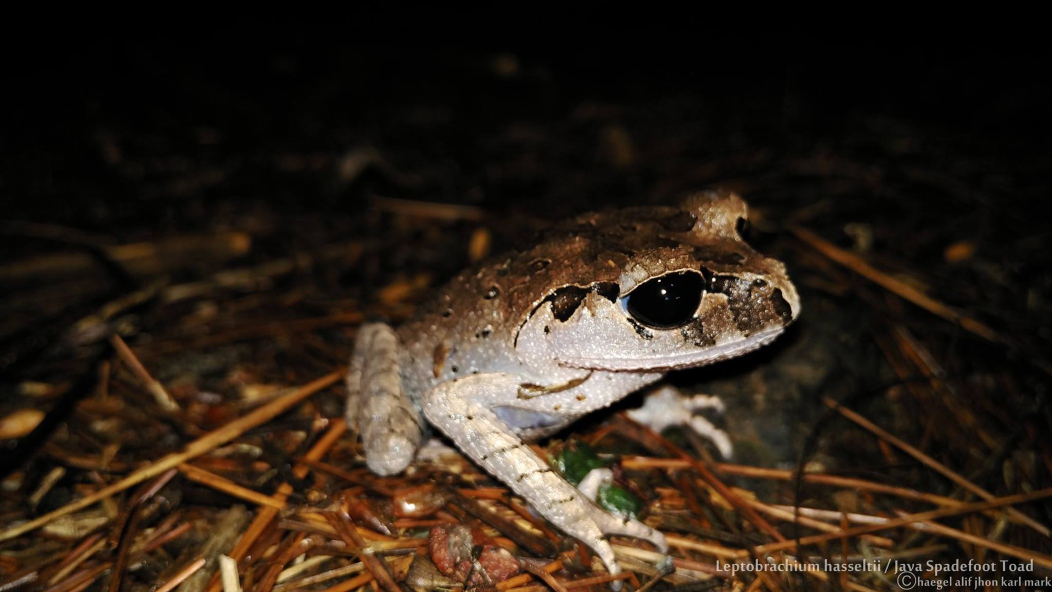 Java Spadefoot Toad /... - Field Herping Indonesia (FHI)