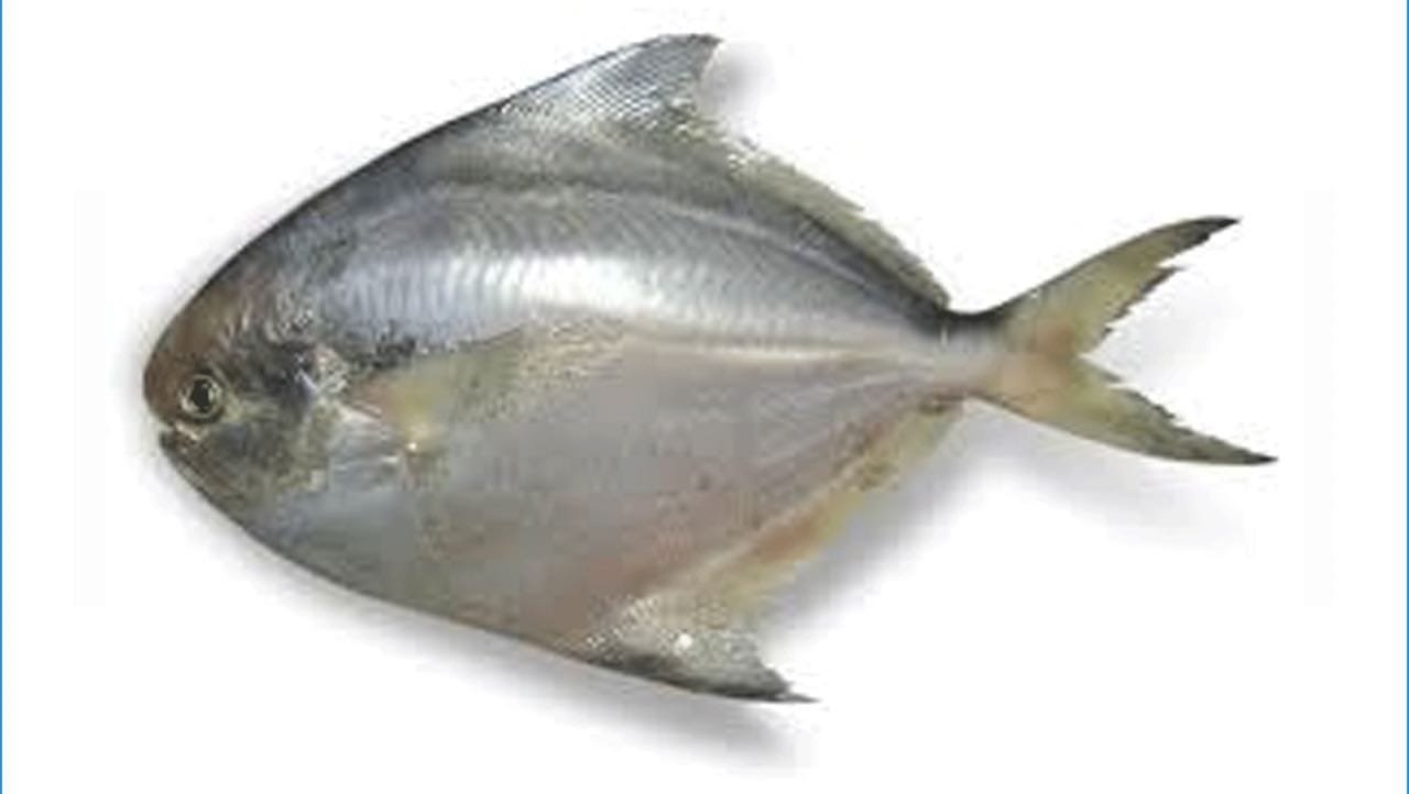 A P Fish Centre | Bangalore