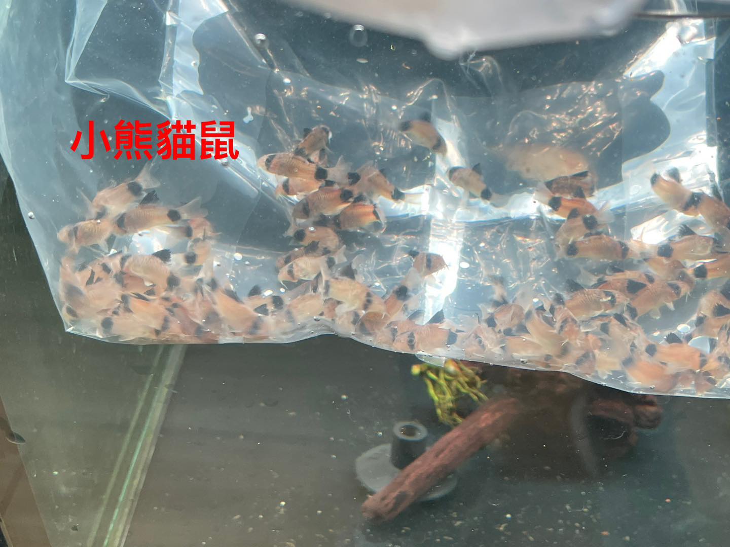 荃灣水族情迷aquadesign added a new photo. - 荃灣水族情迷aquadesign