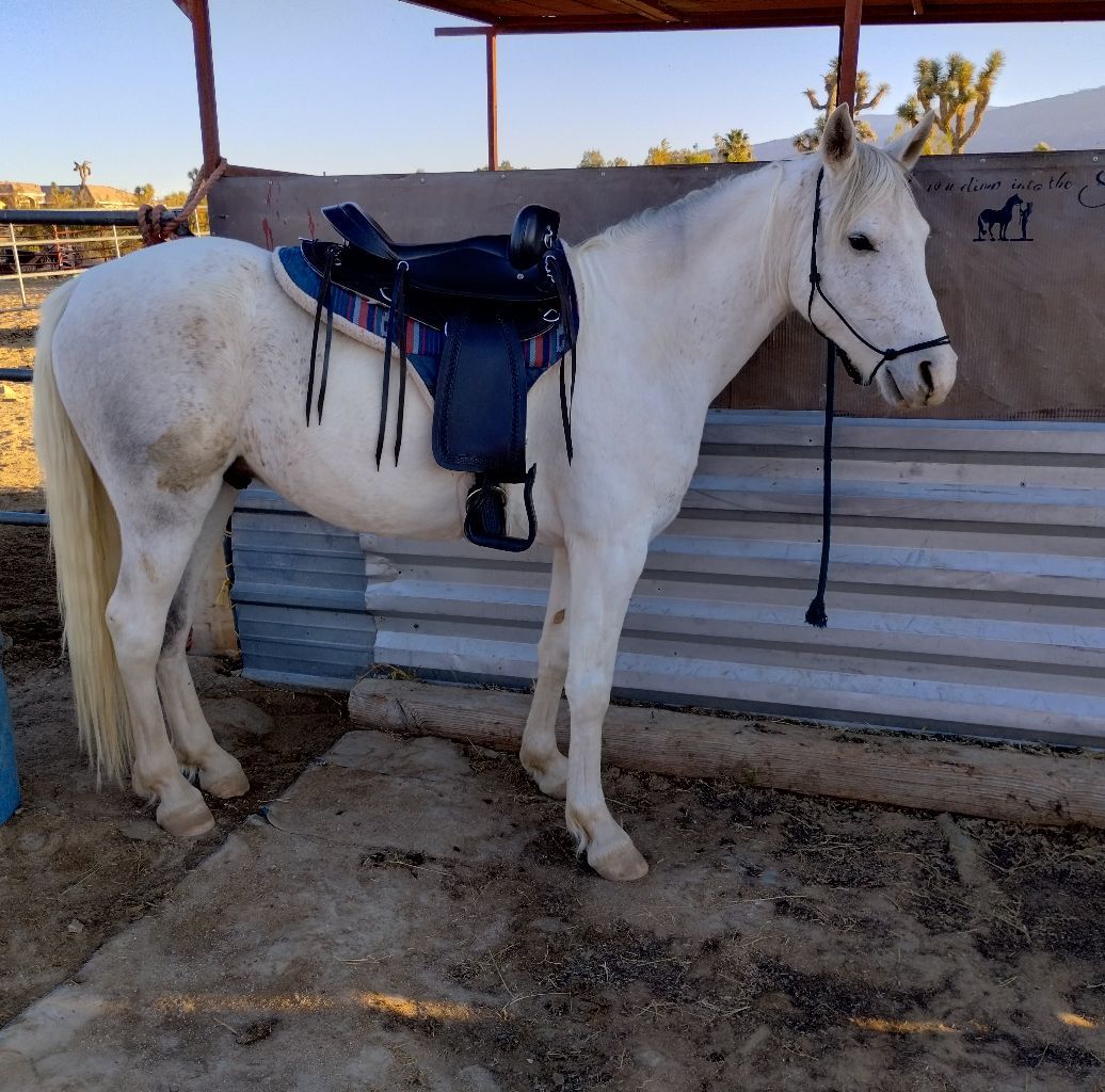 HD/Phelan Ranching, Farming, and Poultry | Looking for Adult Beginner ...