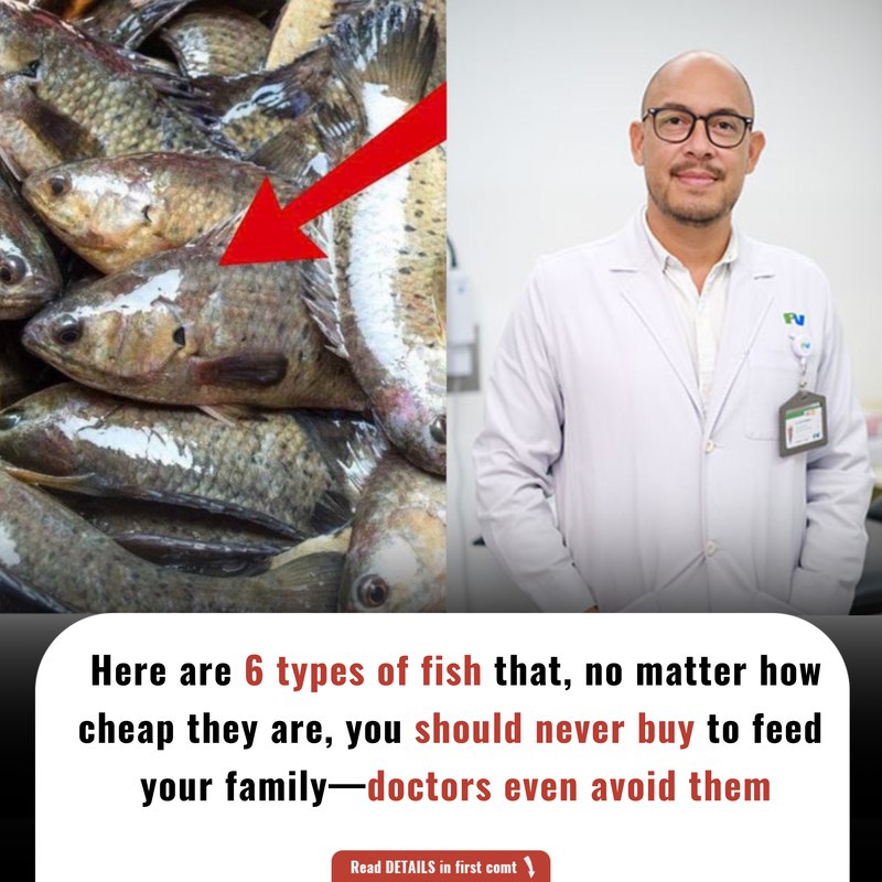 K Line - Here are 6 types of fish that, no matter how cheap they are ...