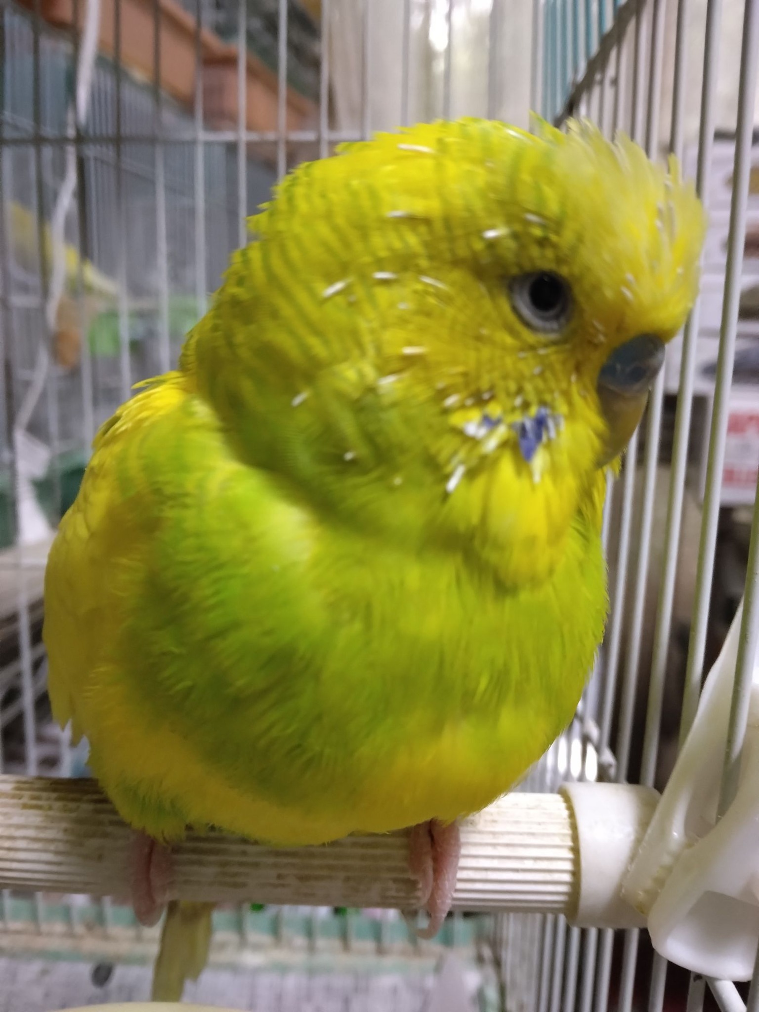 家族が増えました！
