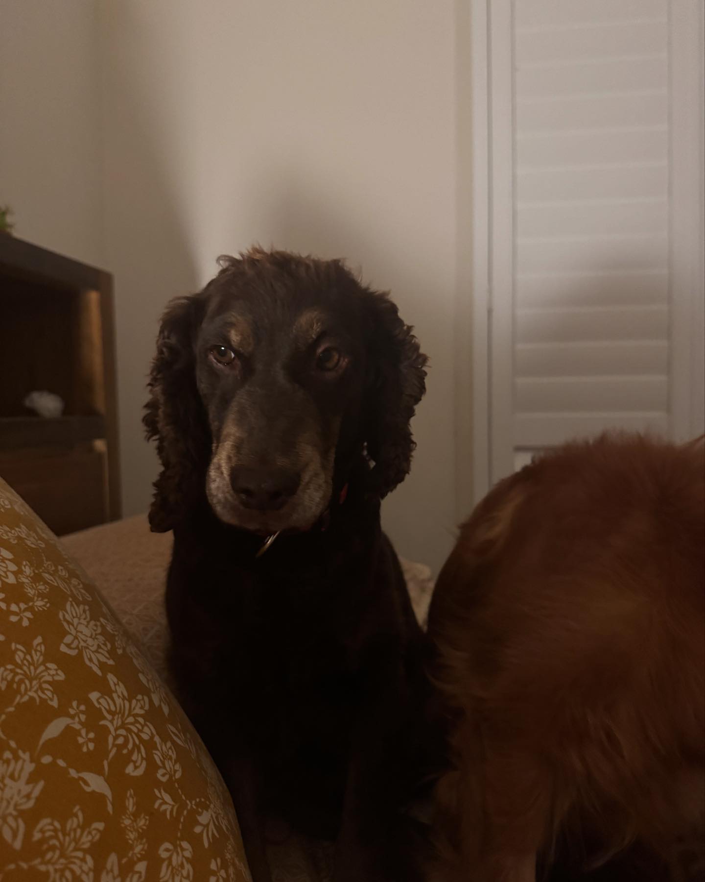Cocker Spaniel Rescue QLD inc