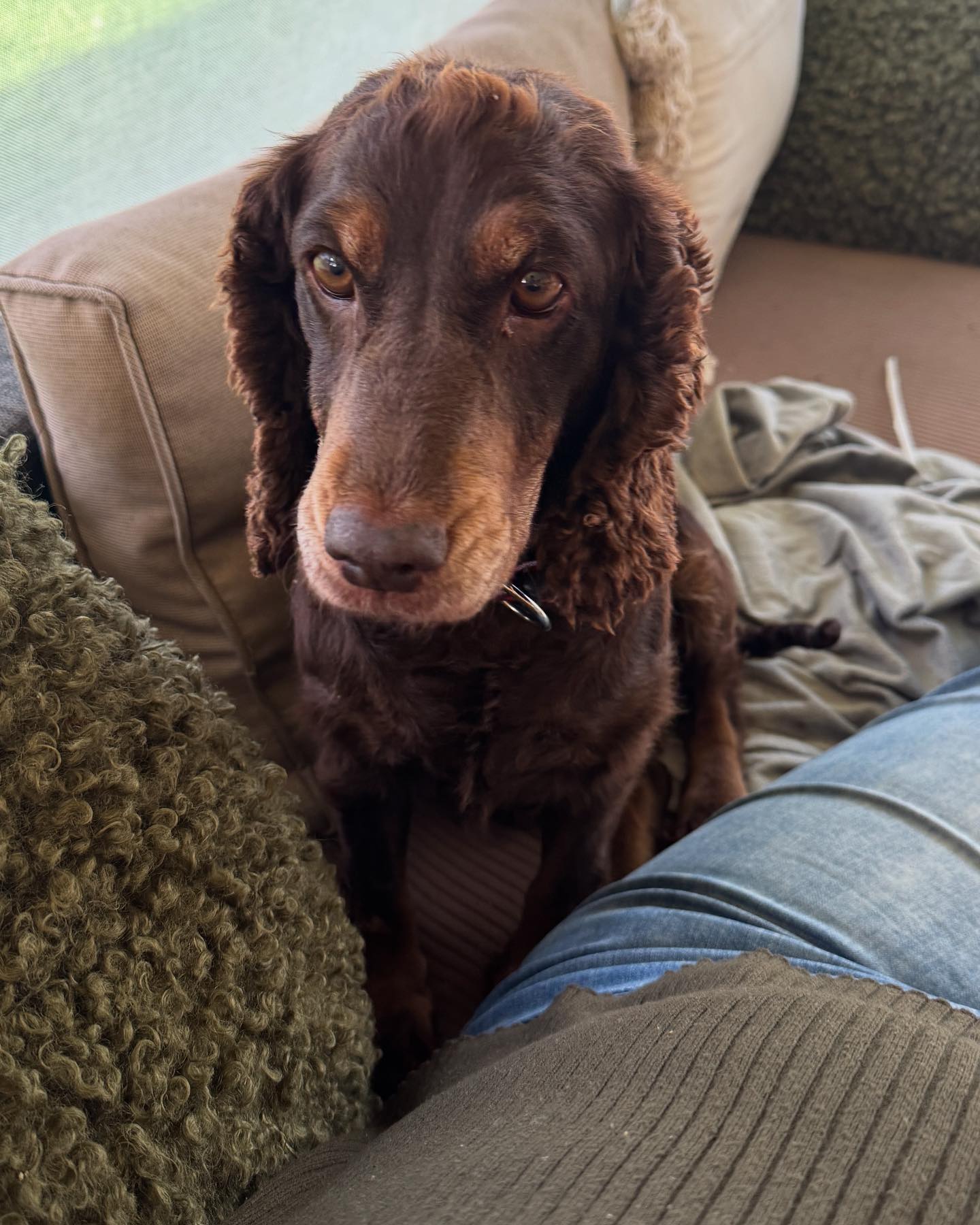 Cocker Spaniel Rescue QLD inc