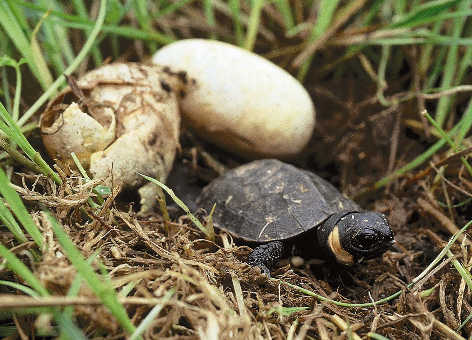 Pennsylvania - #EveryTurtleCounts: Especially the Bog Turtle 🐢 The Bog ...