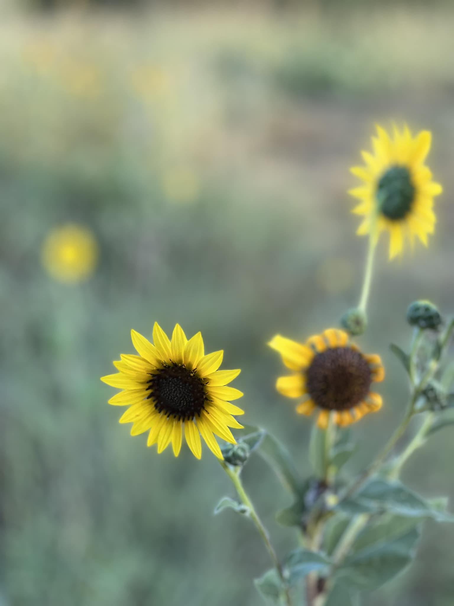 The Wildflower Downtown | Bowie TX