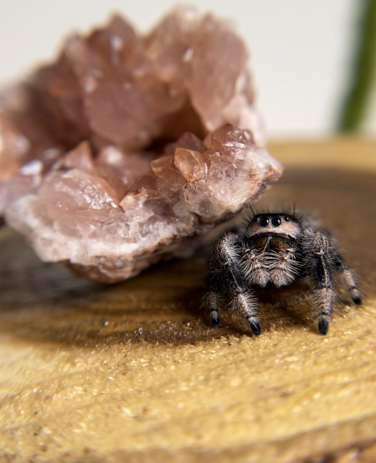 Spider Lashes | Redondo Beach CA