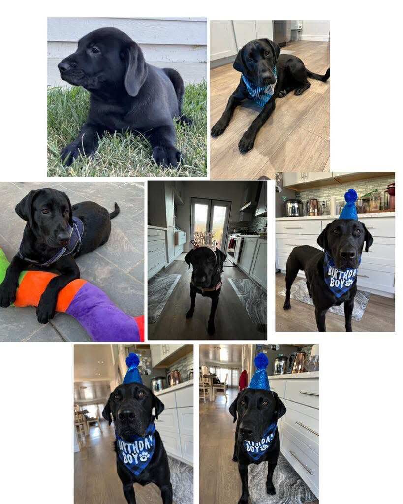 STRAY - THANK YOU, FURPARENTS OF HERC! We are deeply grateful for the ...