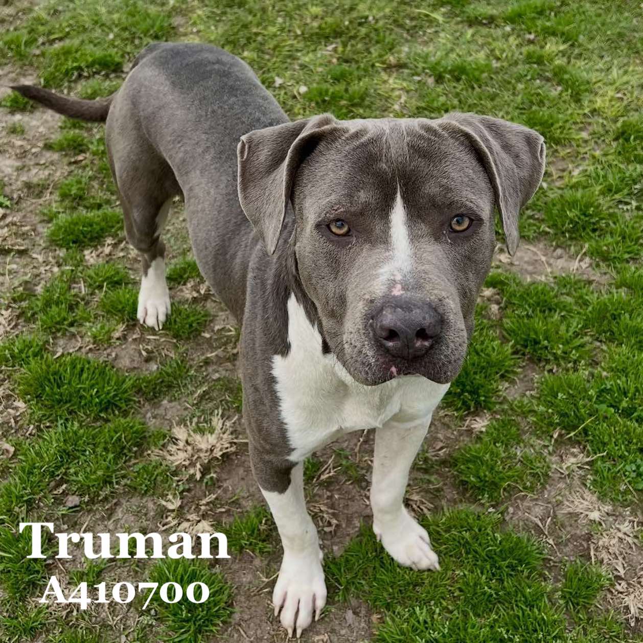 Tommy, ID: A428407 Location: GREEN 8B Neutered Male, Pit Bull Mix