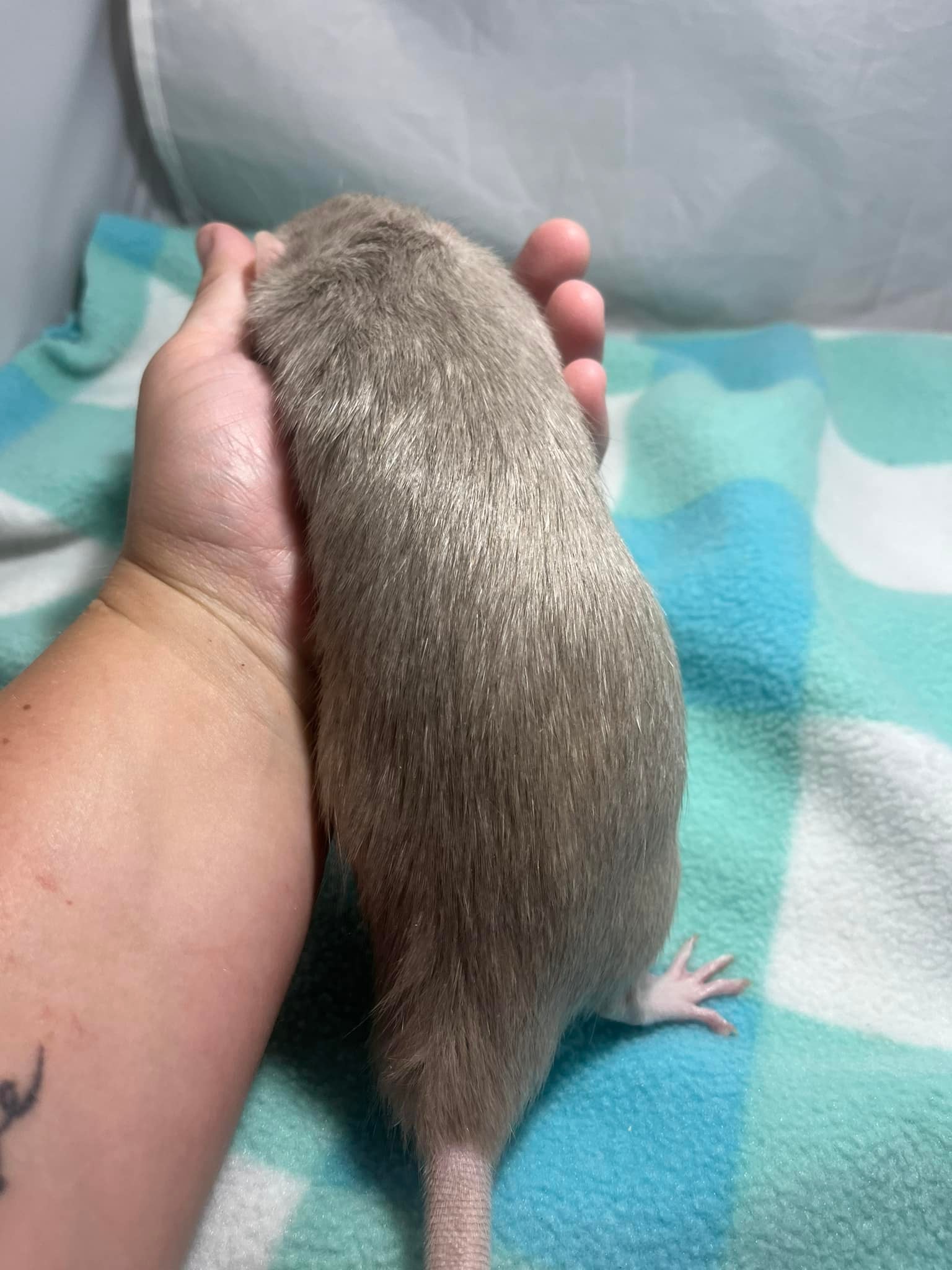 Here are my... - Rainbow Whiskers Rattery Minneapolis | Facebook