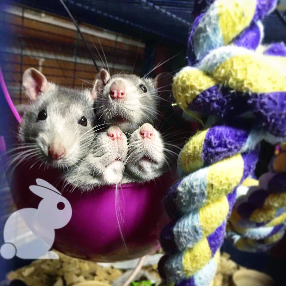 The stray rats from Derby are... - Bacchus Residents Rescue | Facebook