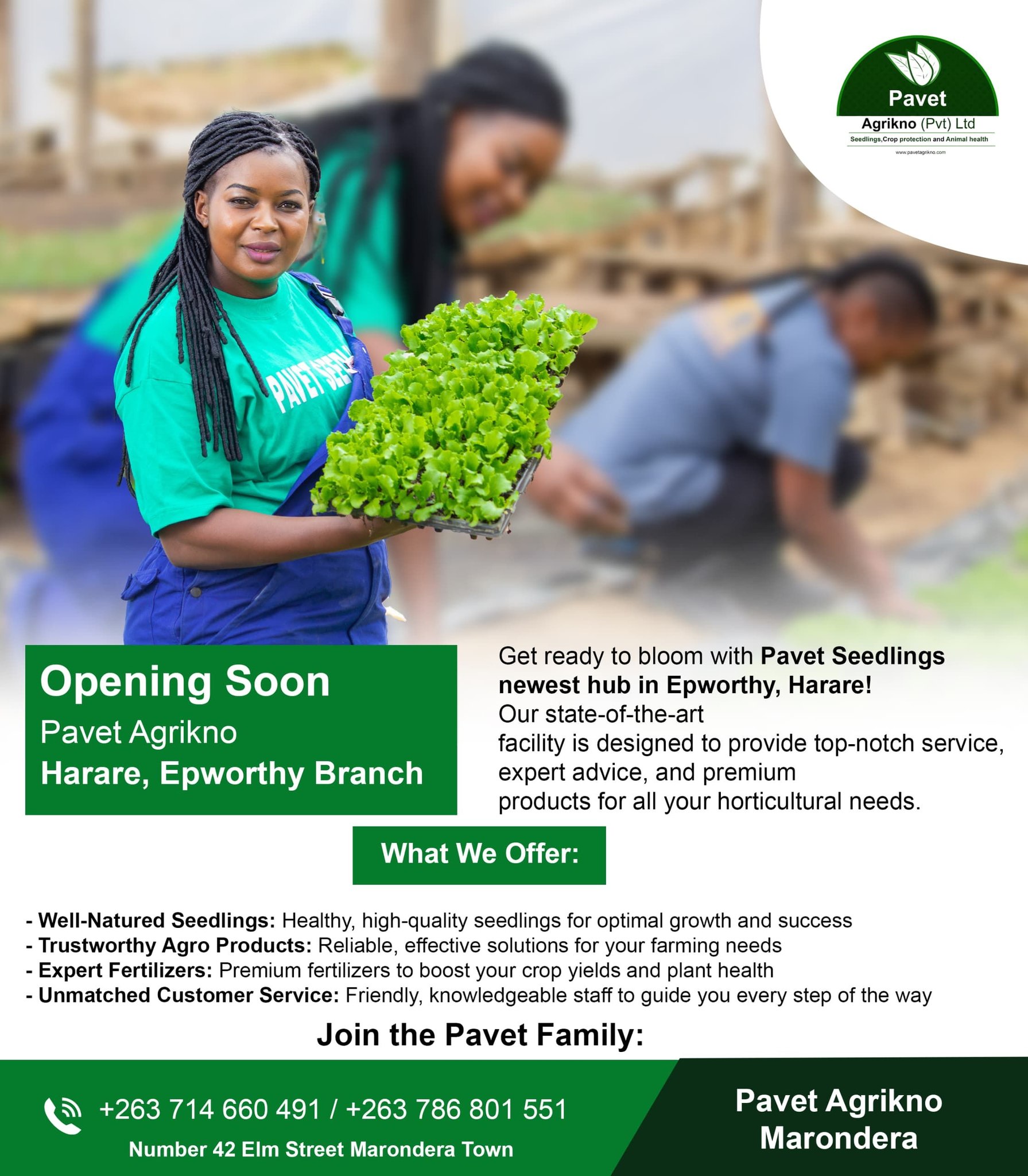 *Summer Onions with Mr Pavet*... - Pavet Marondera Seedlings | Facebook