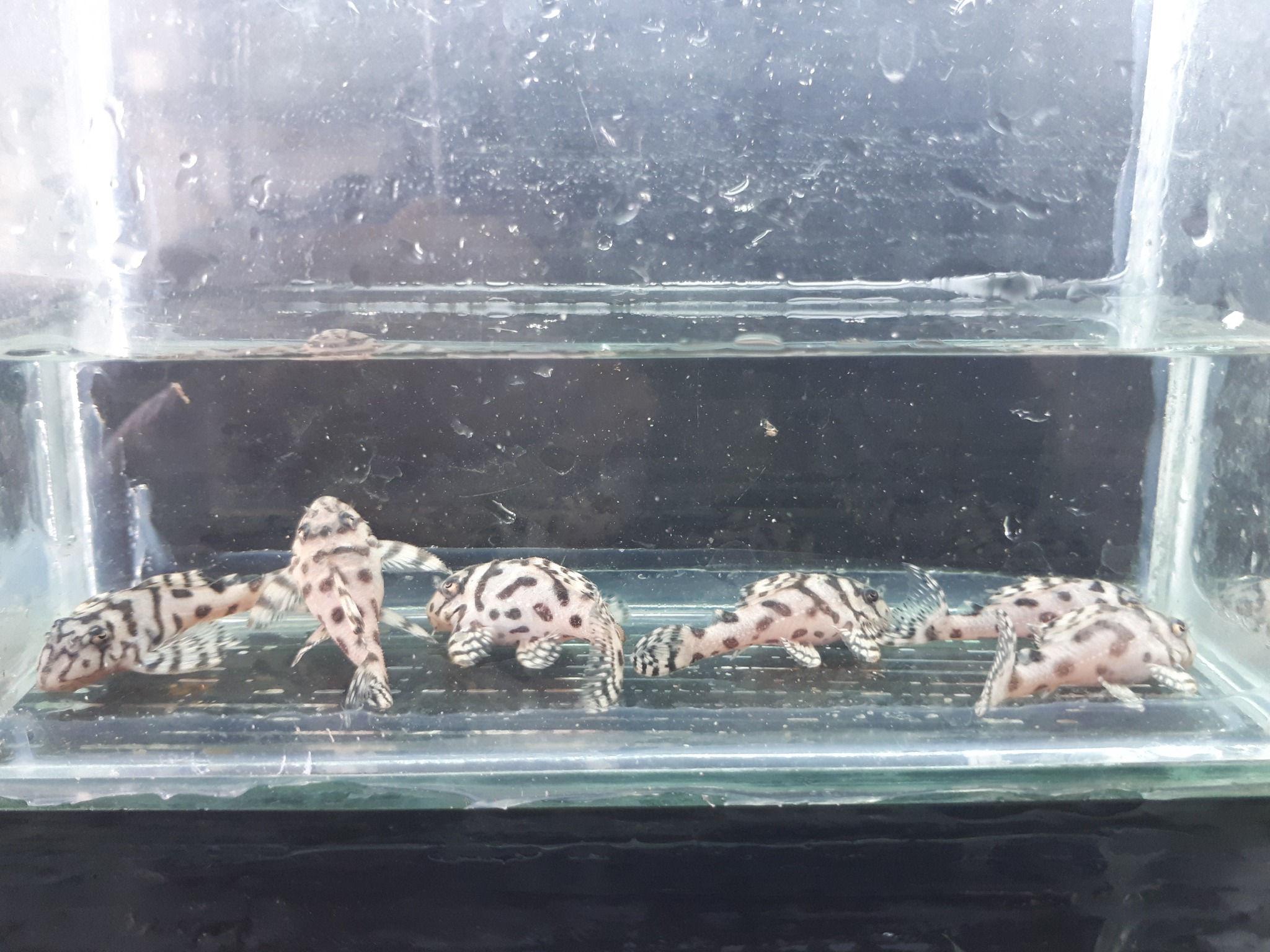 Aquaristik Lobsinger | Plüderhausen