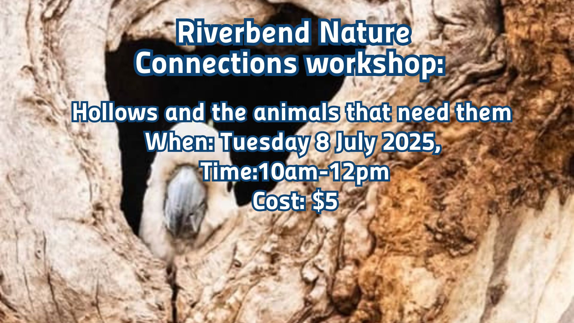 Riverbend Nature Connections workshop: Hollows and the animals that ...