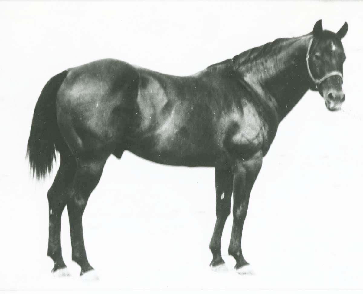 Washington State Quarter Horse Association (WSQHA)