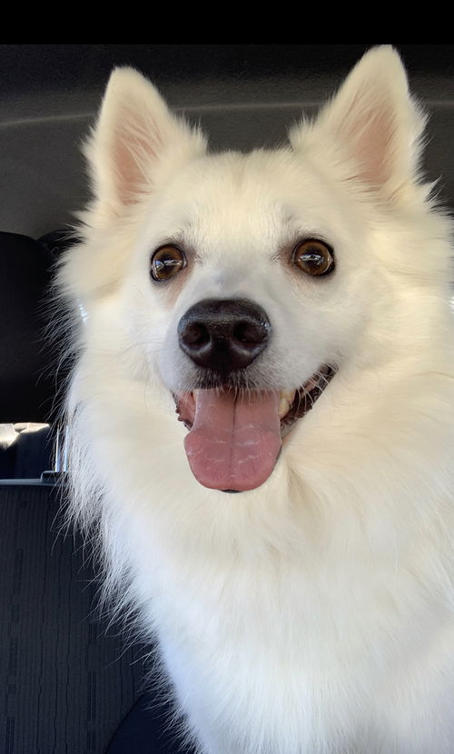 Eskie - ***NO LONGER AVAILABLE, FAMILY IS KEEPING HIM! (they found a ...