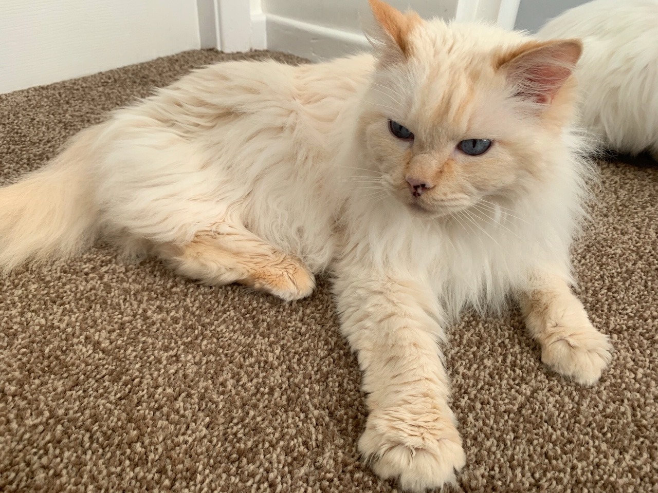 This beautiful boy is still... - The British Ragdoll Cat Club