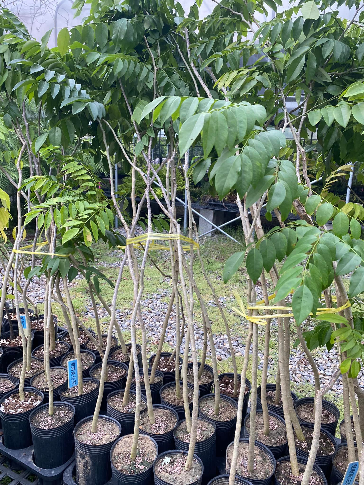 海南黃花梨苗是降香黃檀（學名：Dalbergia odorifera，瀕危種，海南 