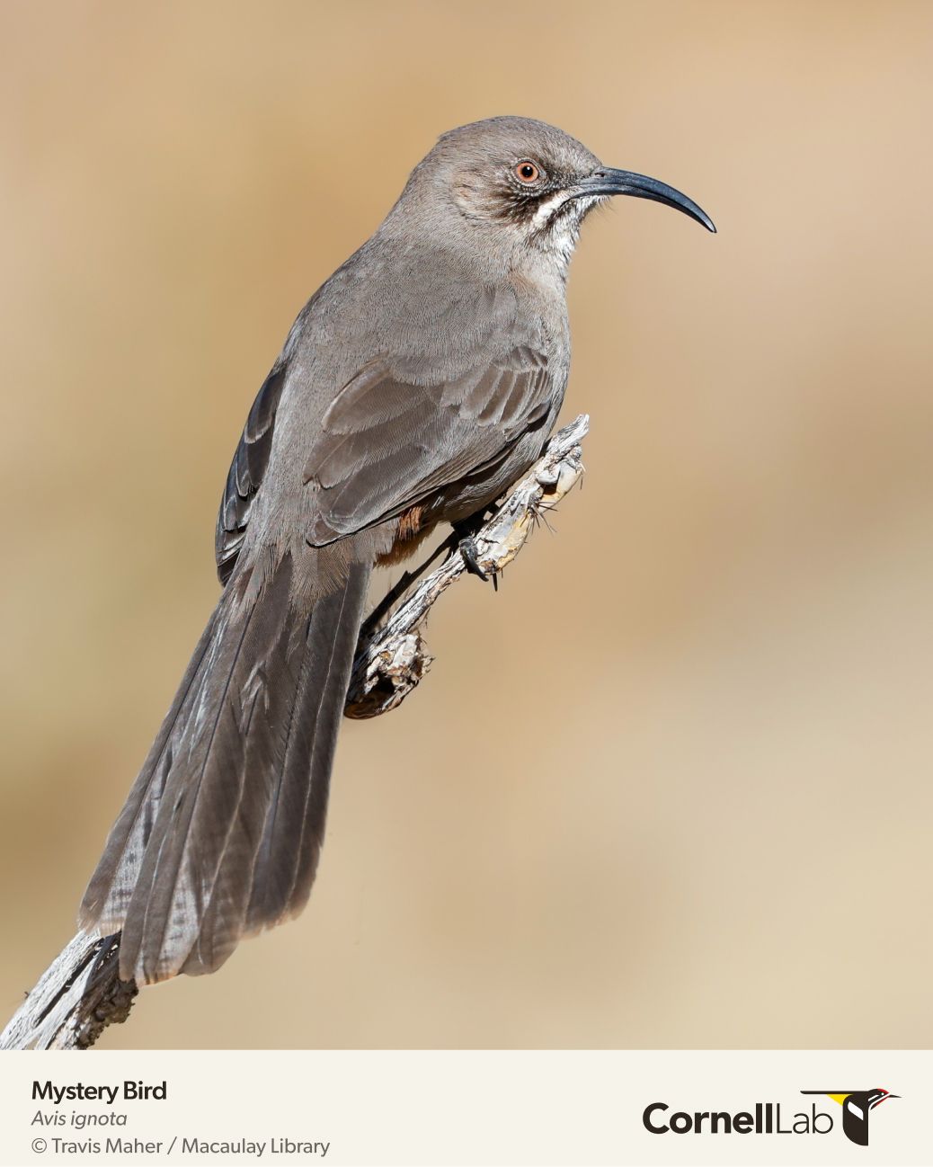 BIRD QUIZ: Here is a bird... - Cornell Lab of Ornithology | Facebook