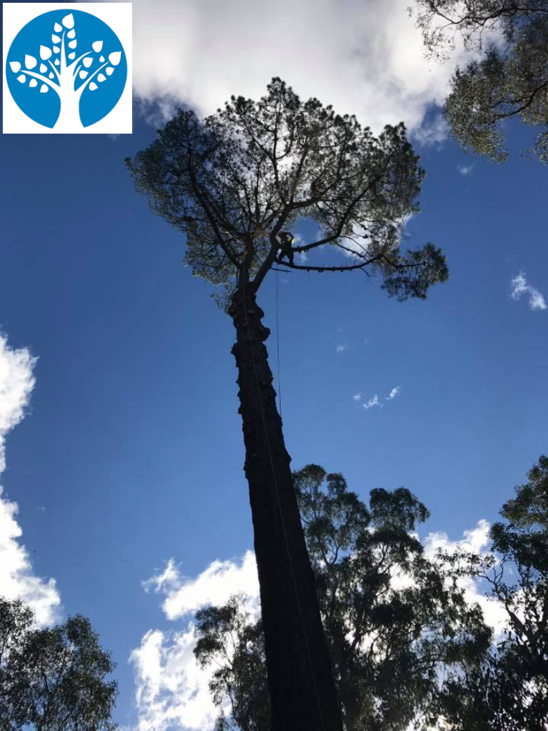 Sunshine Coast Tree Lopping Caloundra