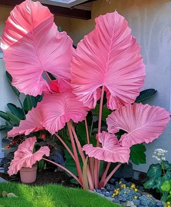 Alocasia 'Balloon Heart' pink variegated 🩷 My Valentine's fave