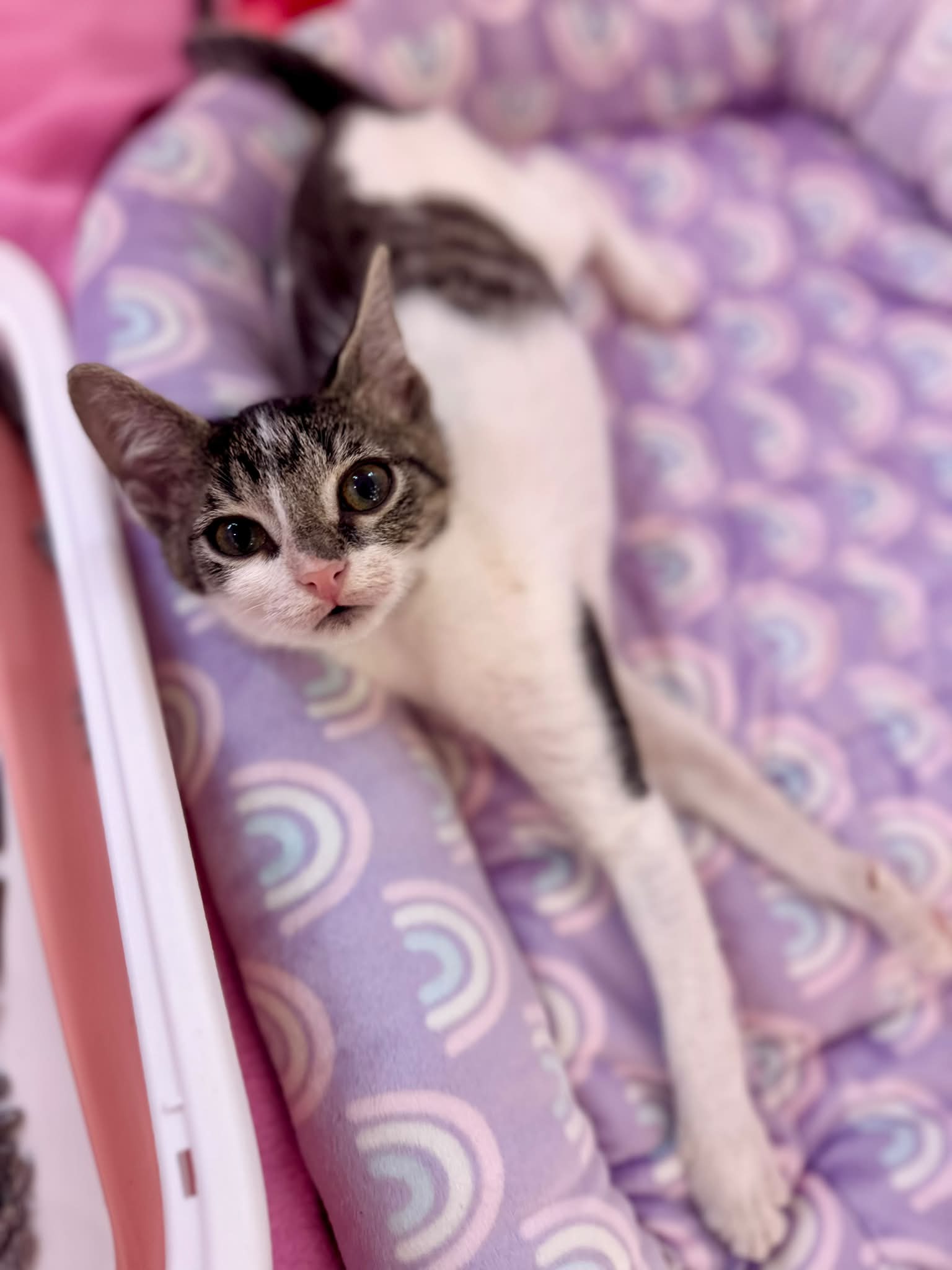 April's Kittens | Forest Park IL