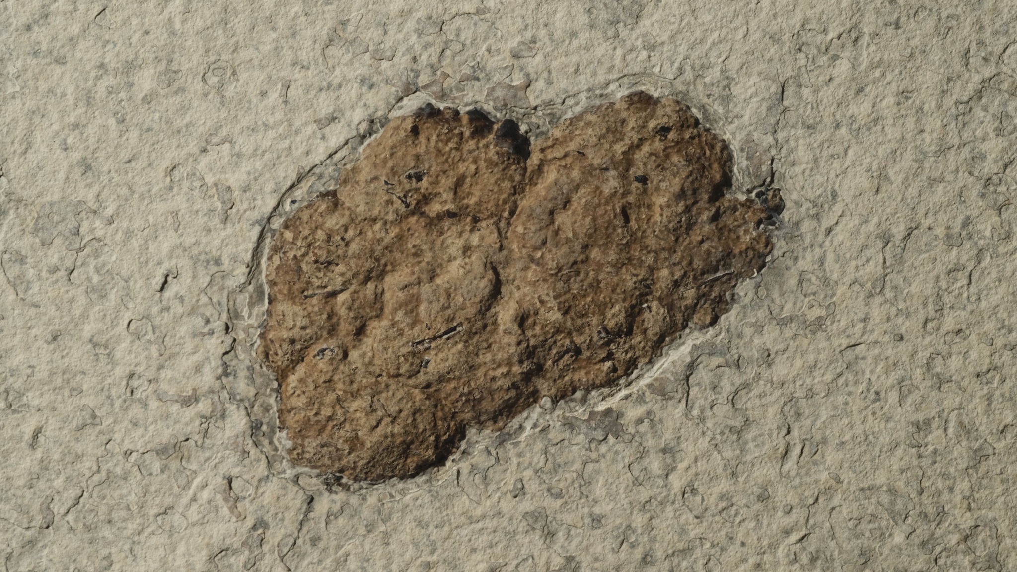 Fossil - #FossilFriday 