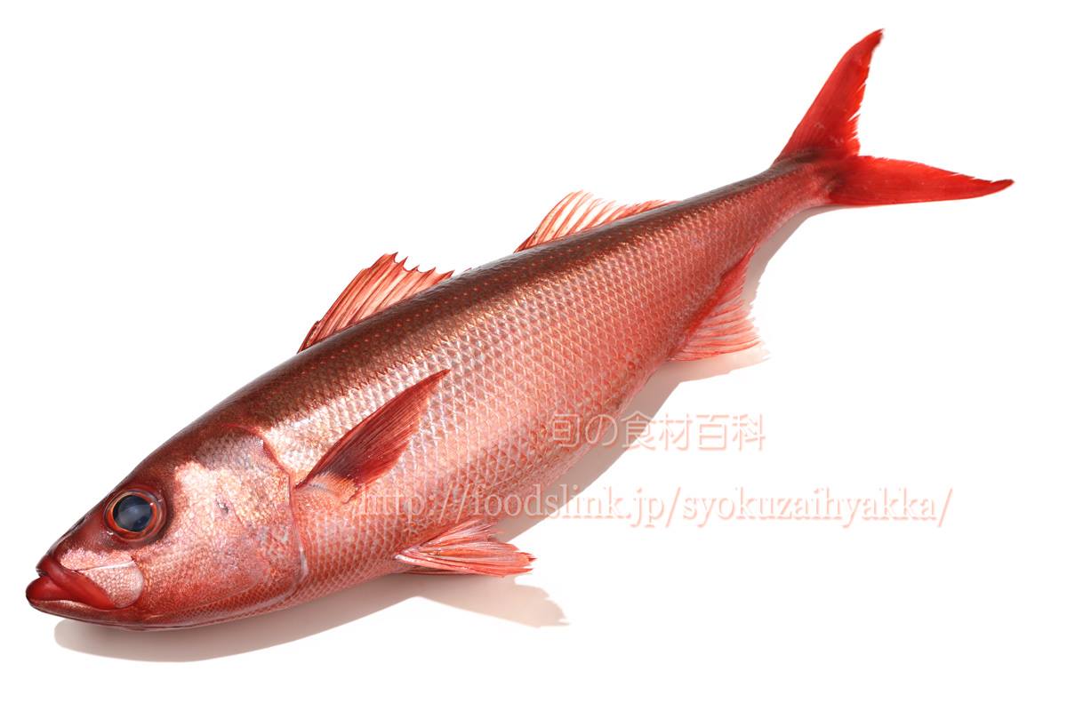 旬の食材百科 - http://foodslink.jp/syokuzaihyakka/syun/fish/hachibiki.htm ハチ ...