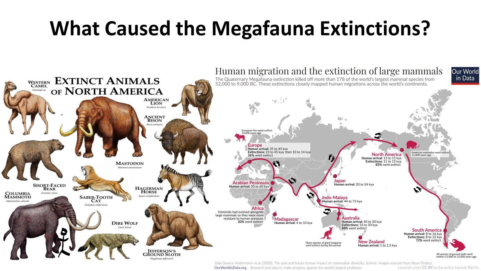 Eurasian - The Megafauna Extinctions Uyghur Bookshelf Uyghur Megafauna ...