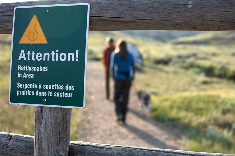 Grasslands - Did you know there are rattlesnakes in and around ...