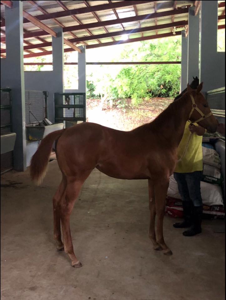 Bell Racing Stable