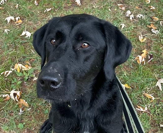 Cincinnati Lab Rescue
