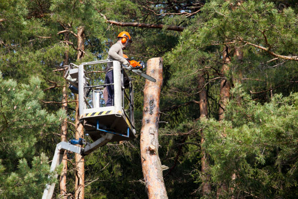 Buchanan Tree Expert LLC | Northampton PA