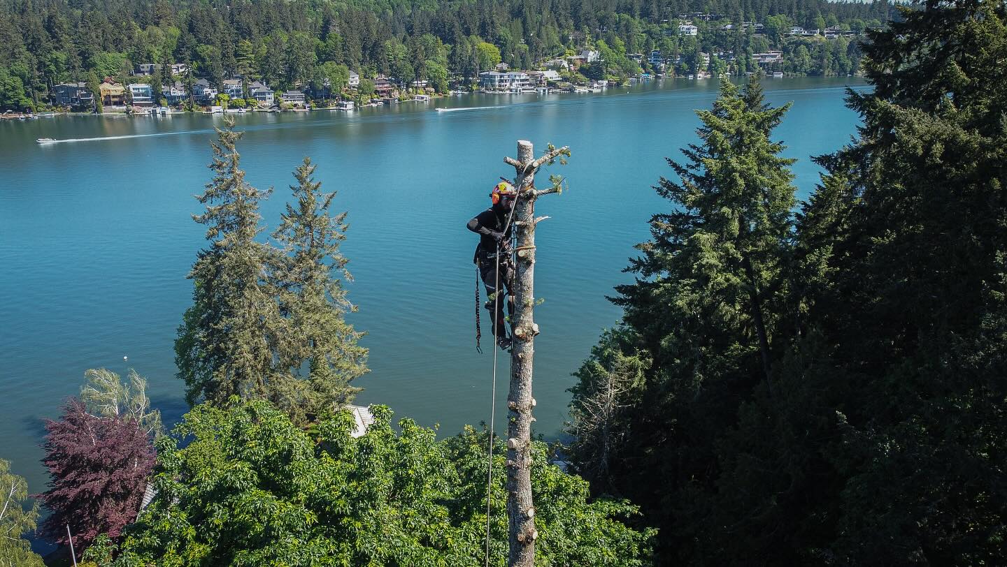 Quality Performance Tree Service,LLC | Tulatin OR