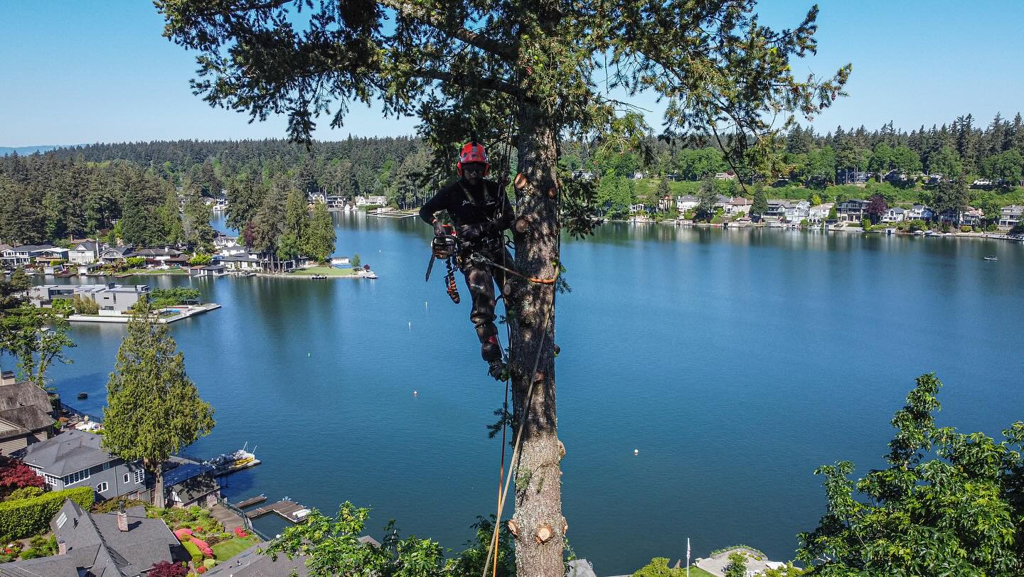 Quality Performance Tree Service,LLC | Tulatin OR