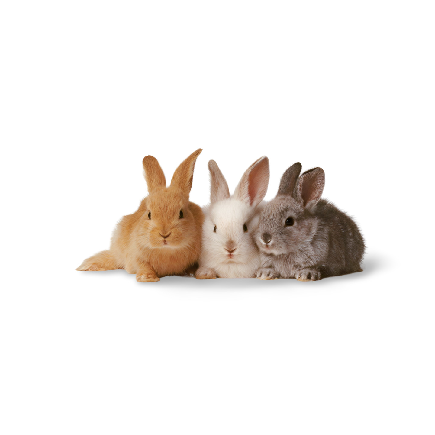 Transvilleagrong - Introducing the Chinchilla Rabbit: The Compact and ...