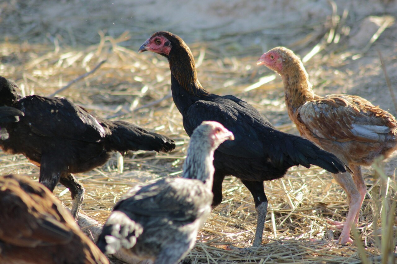 Chicken Lab