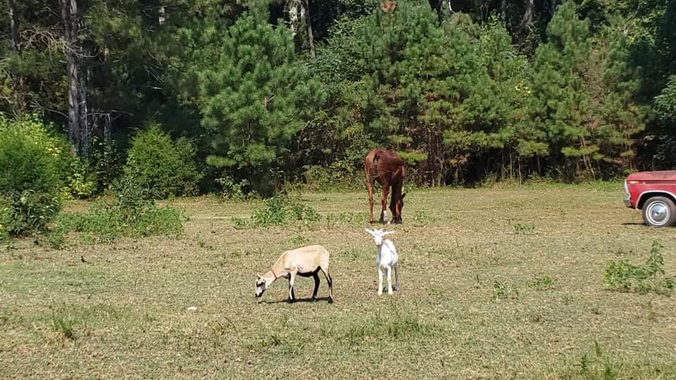 Today we welcomed a lamb and a goat to... - Four Willows Farm | Facebook